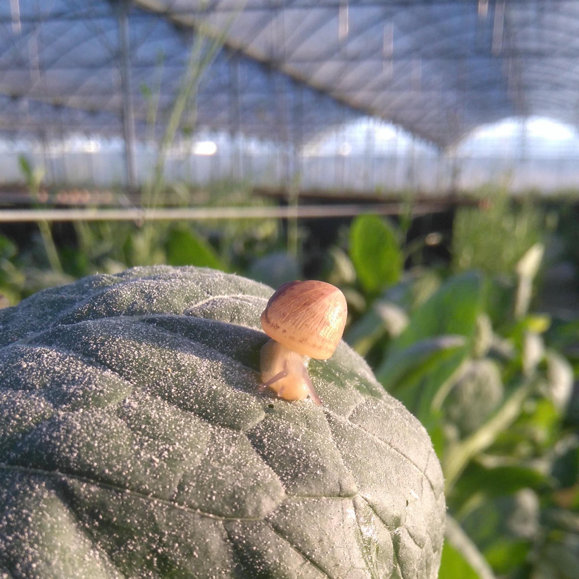 Snail farm
